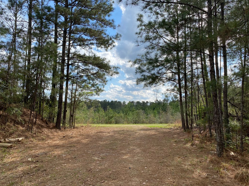 0 Macedonia Road Crosby, MS 39633 - Photo 4 of 29 Photo 4
