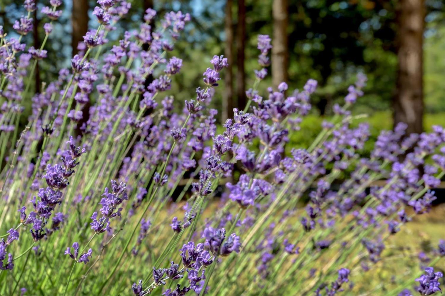 16934 Indian Flat Road Nevada City, CA 95959 - Photo 76 of 94