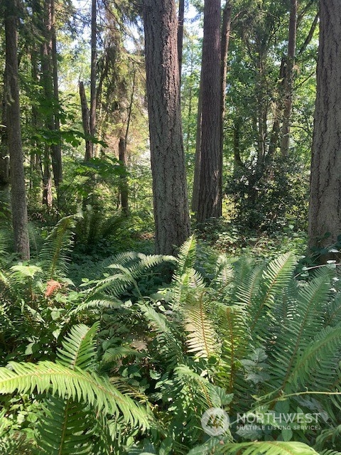 a view of a garden with large trees