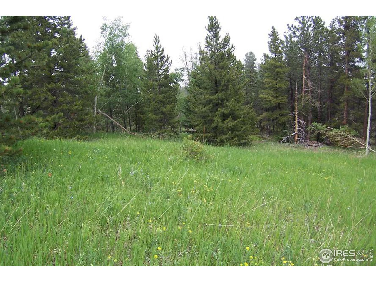 167 Jed Smith Road Ward, CO 80481 - Photo 2 of 4 a view of a lush green space