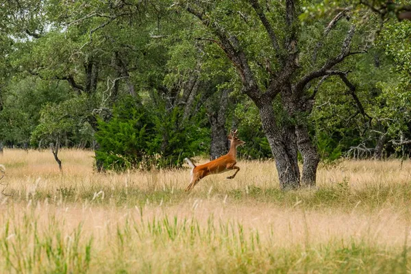 $147,500 | Lot 33 Nott Branch Road, Harper, TX 78631