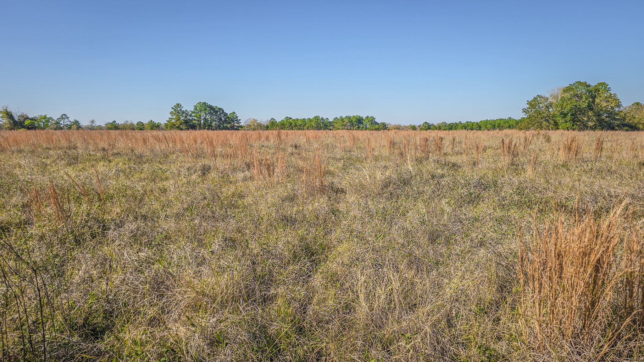Tbd Lot 2 Tbd Road New Waverly, TX 77358 - Photo 5 of 24 a view of outdoor space and trees