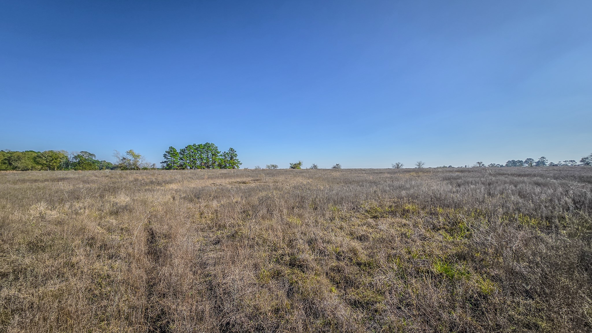 Tbd Lot 2 Tbd Road New Waverly, TX 77358 - Photo 6 of 24 a view of a large trees with sunset view