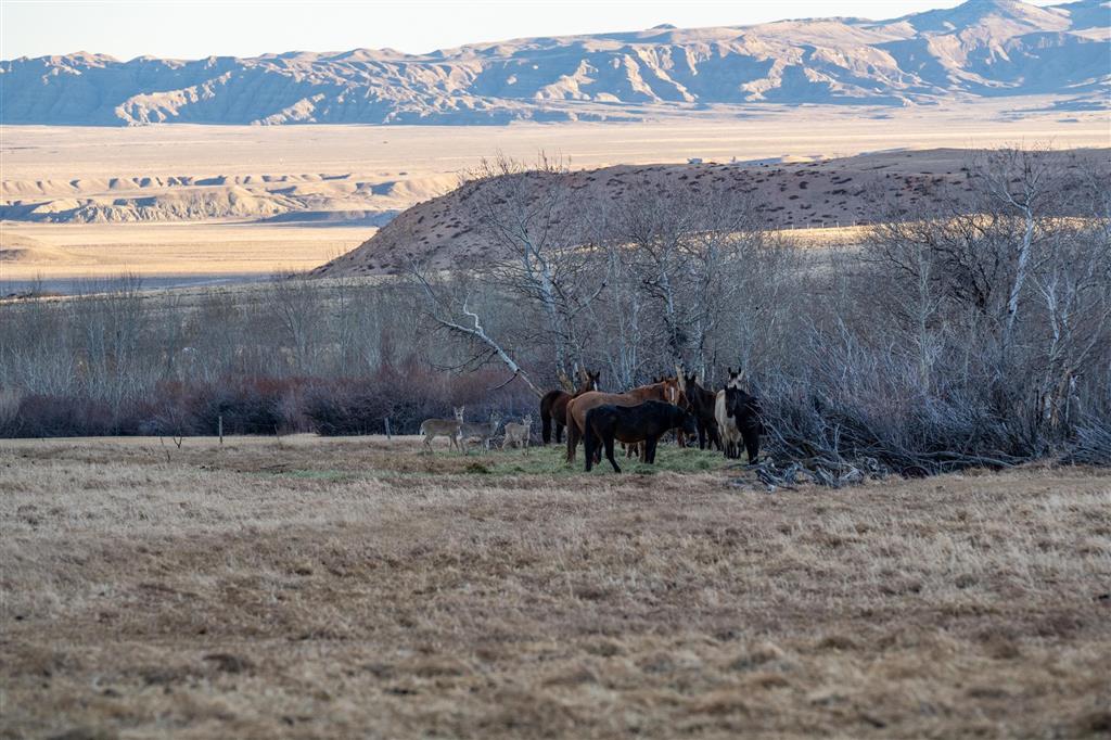 409 North Tolman Road Powell, WY 82435 - Photo 92 of 116 Gallery Image 92