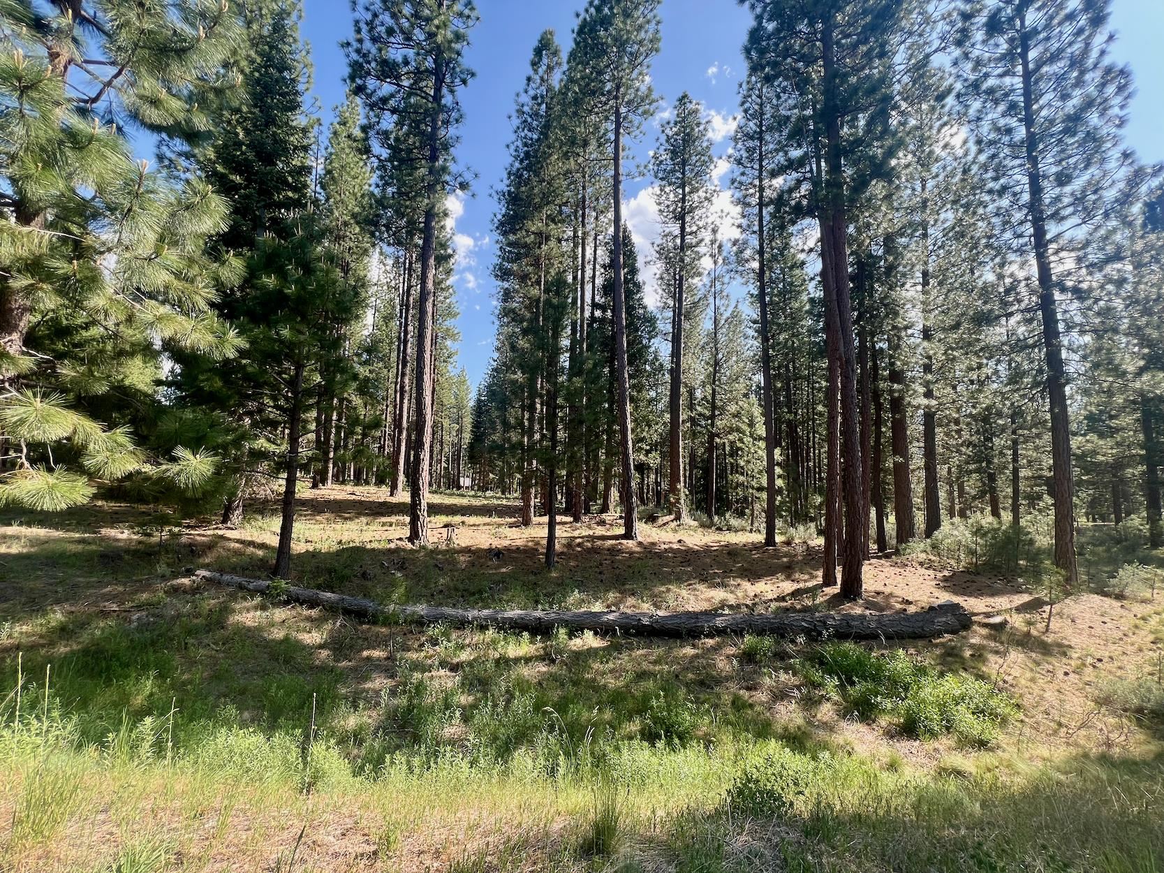 670 Redtail Loop Road Clio, CA 96106 - Photo 12 of 29