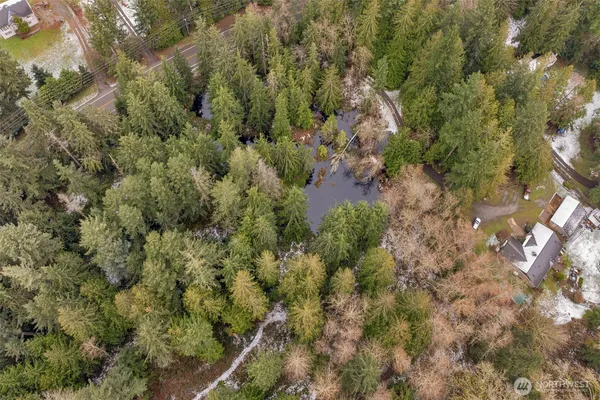 a view of a forest with a tree