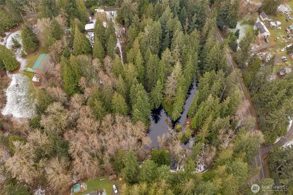 a view of a forest with a tree