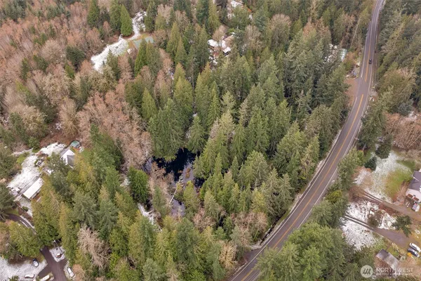 a view of a forest with a tree