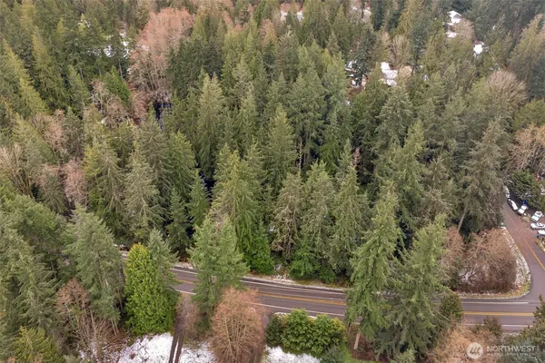 a view of a forest with a tree
