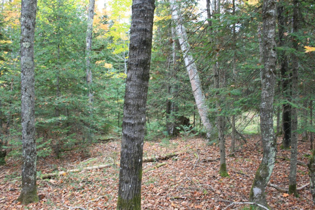 On On Monheim Road, Unit LOT 1 Conover, WI 54519 - Photo 8 of 9 Gallery Image 8