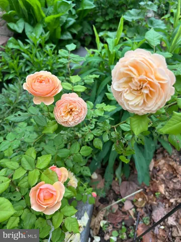 $1,375,000 | 621 South St Asaph Street, Alexandria, VA 22314