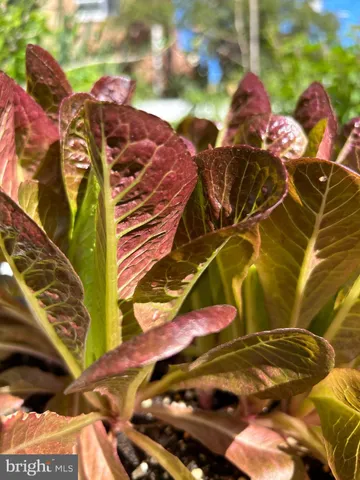 $1,375,000 | 621 South St Asaph Street, Alexandria, VA 22314