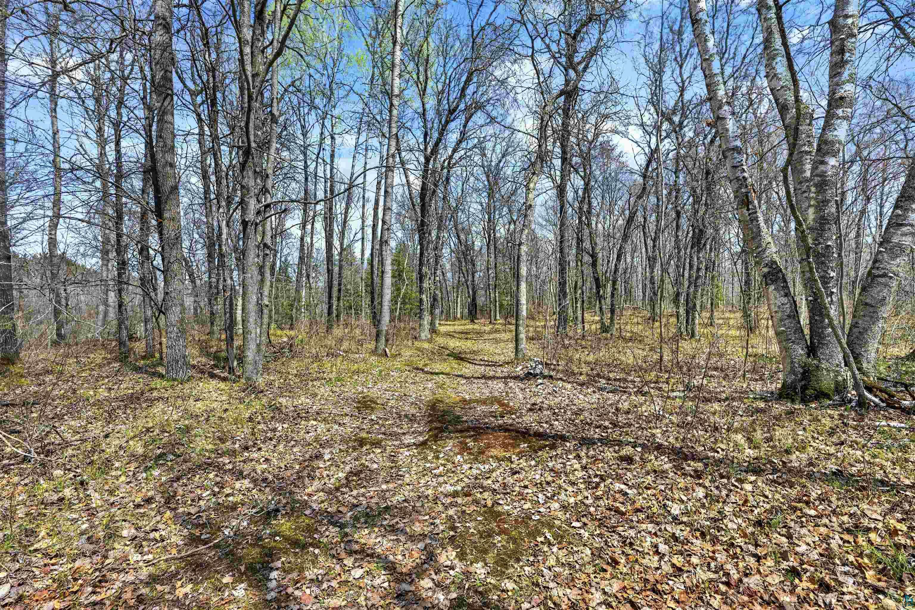 12235 East Crooked Lake Road Gordon, WI 54838 - Photo 39 of 48 Wooded land parcel featuring mature deciduous trees and a natural ground cover of fallen leaves and sparse undergrowth