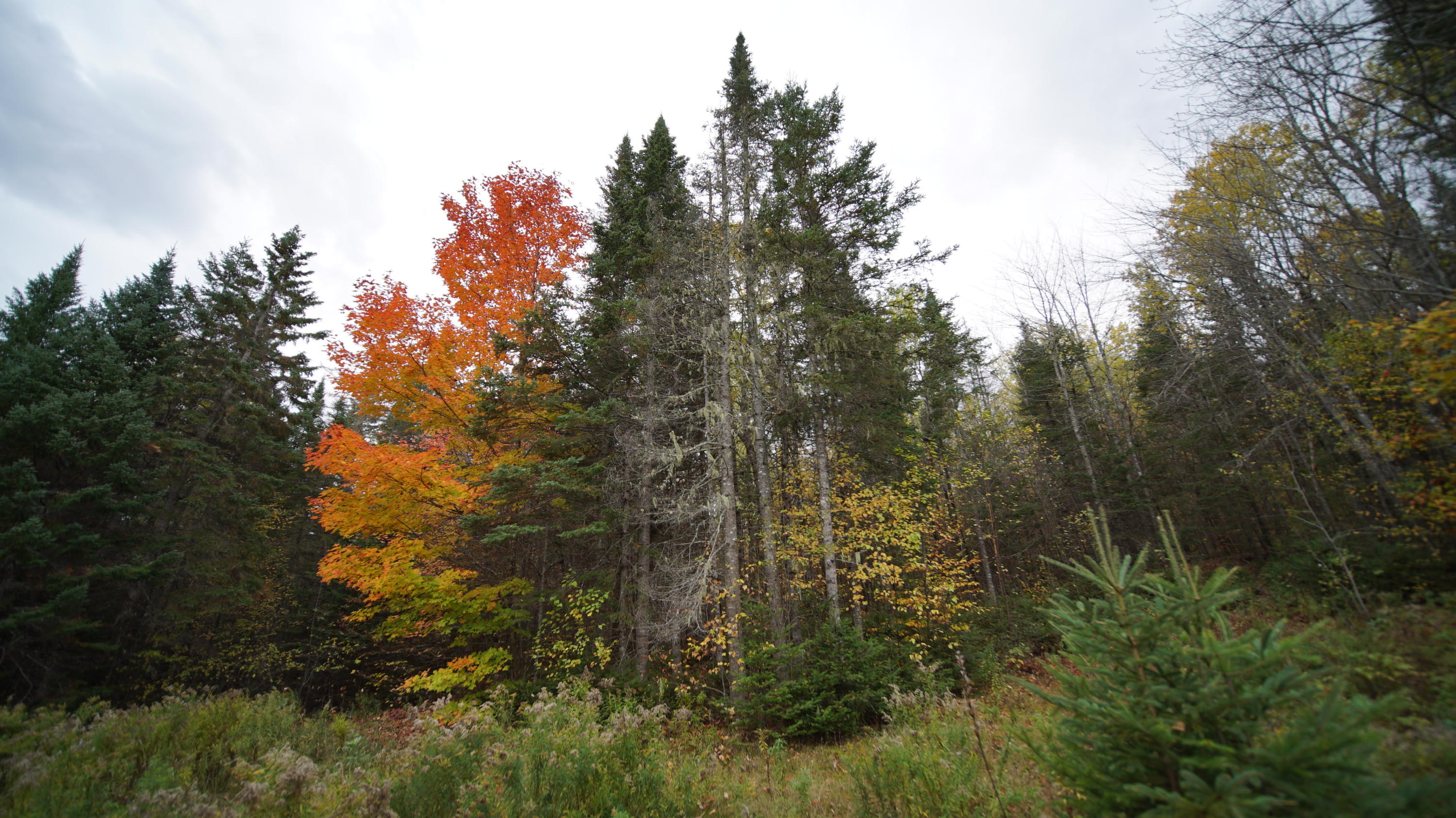 1093 Estabrook Road Amity, ME 04471 - Photo 27 of 32 DSC07632