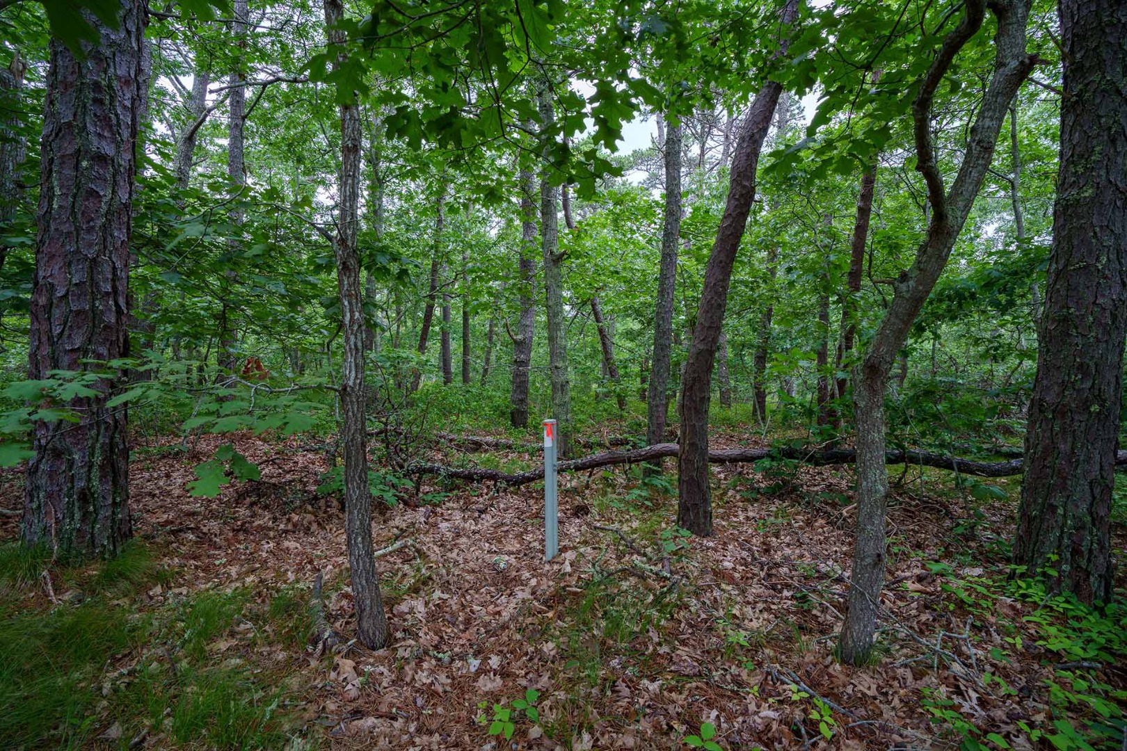 8 Meshacket Wood Road Edgartown, MA 02539 - Photo 5 of 7 a green field with lots of trees in it