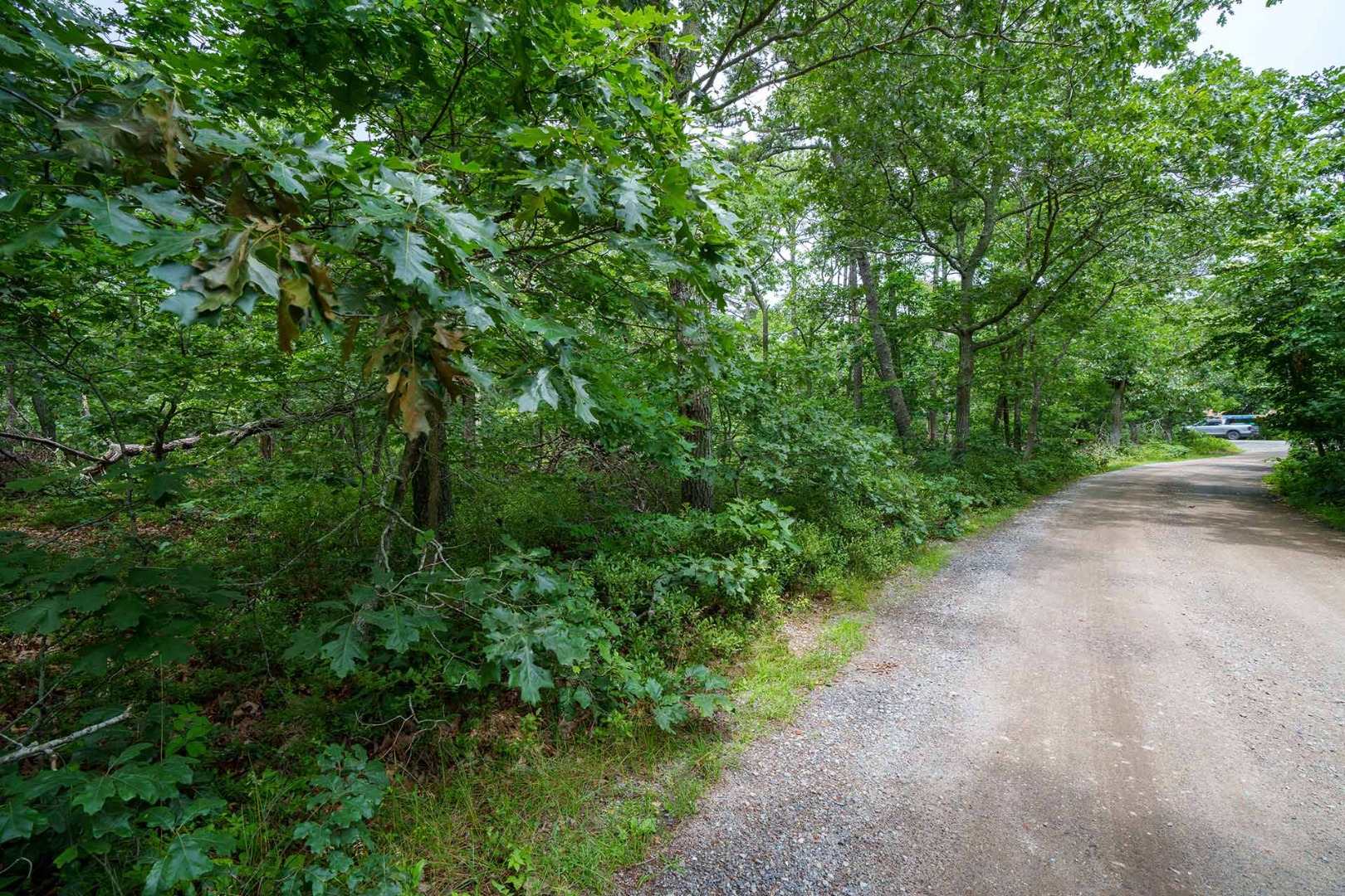 8 Meshacket Wood Road Edgartown, MA 02539 - Photo 6 of 7 a view of a road with plants and trees