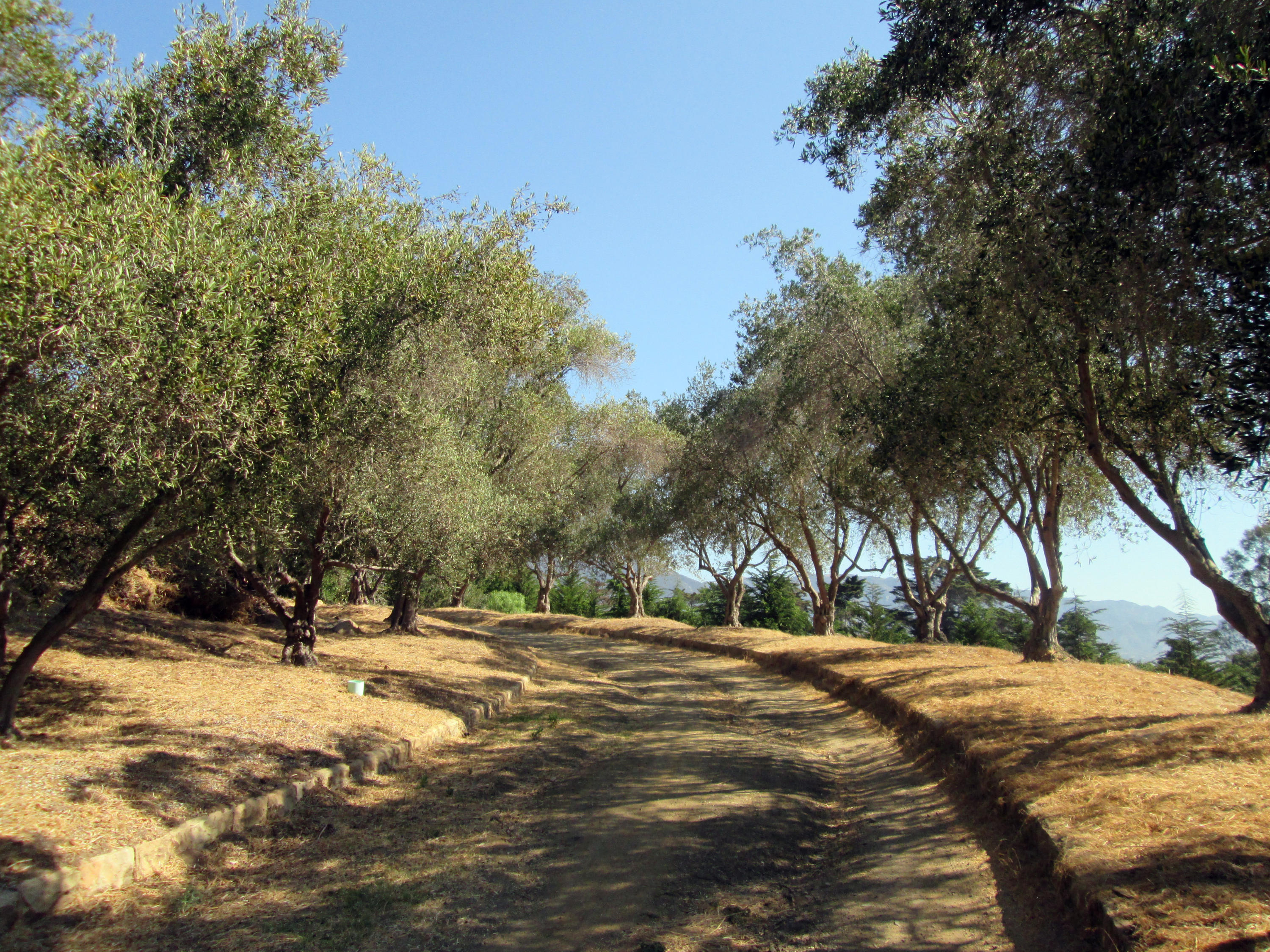 1144 Alston Road Santa Barbara, CA 93108 - Photo 4 of 15 1144 Alston Driveway