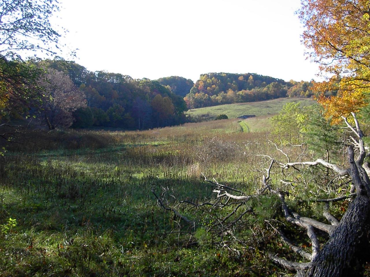 Tbd Countyline Church Road Southeast Floyd, VA 24091 - Photo 4 of 8 a view of a lush green forest with lots of trees