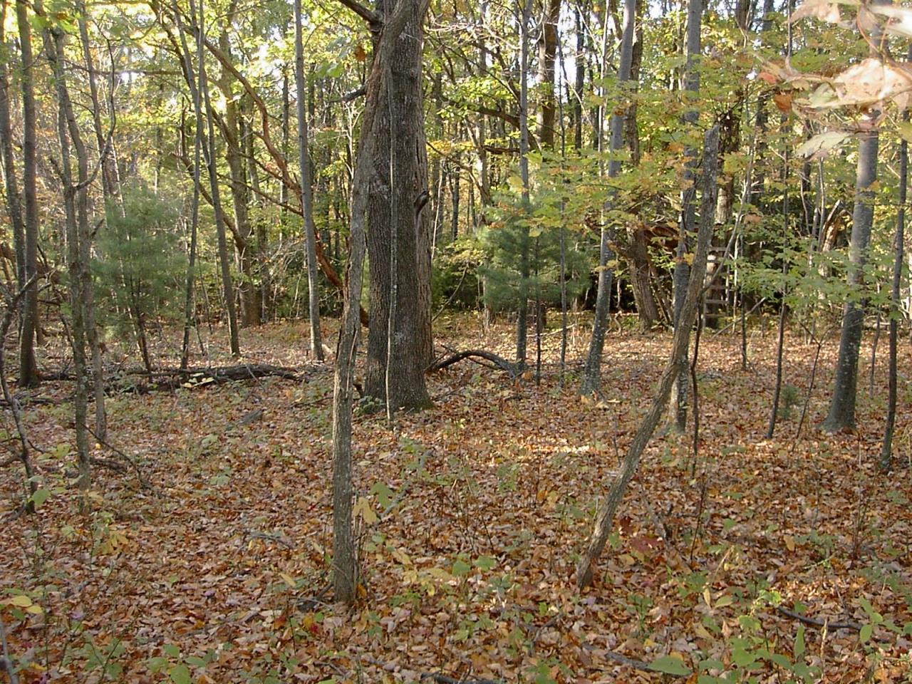 Tbd Countyline Church Road Southeast Floyd, VA 24091 - Photo 7 of 8 a view of a yard with large trees