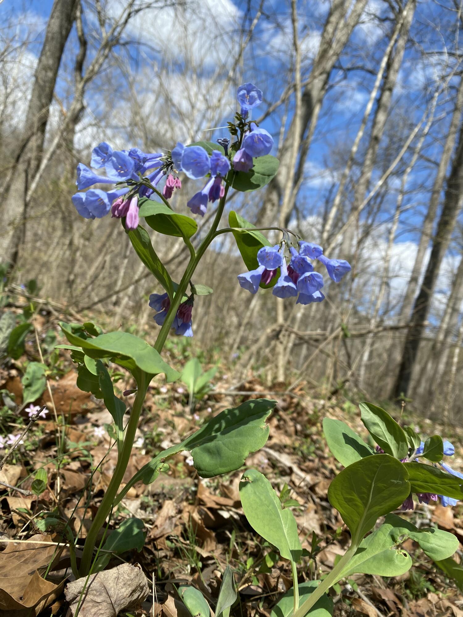 0 Salisbury Road Eagle Rock, VA 24085 - Photo 12 of 22 a view of outdoor space