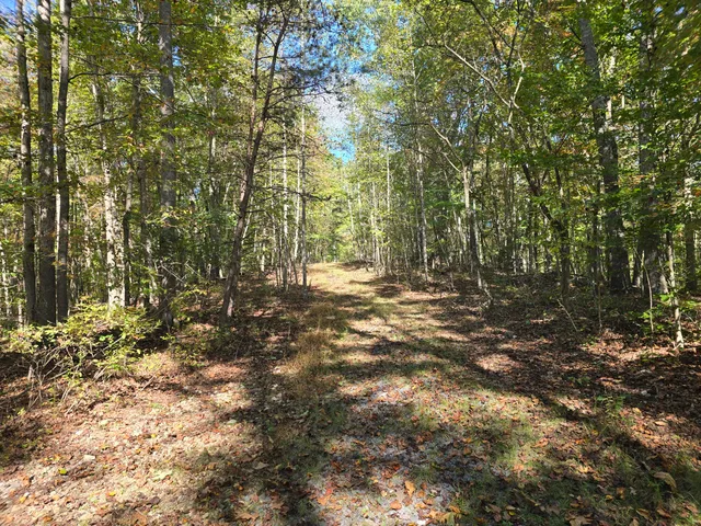 a view of outdoor space with deck and tree