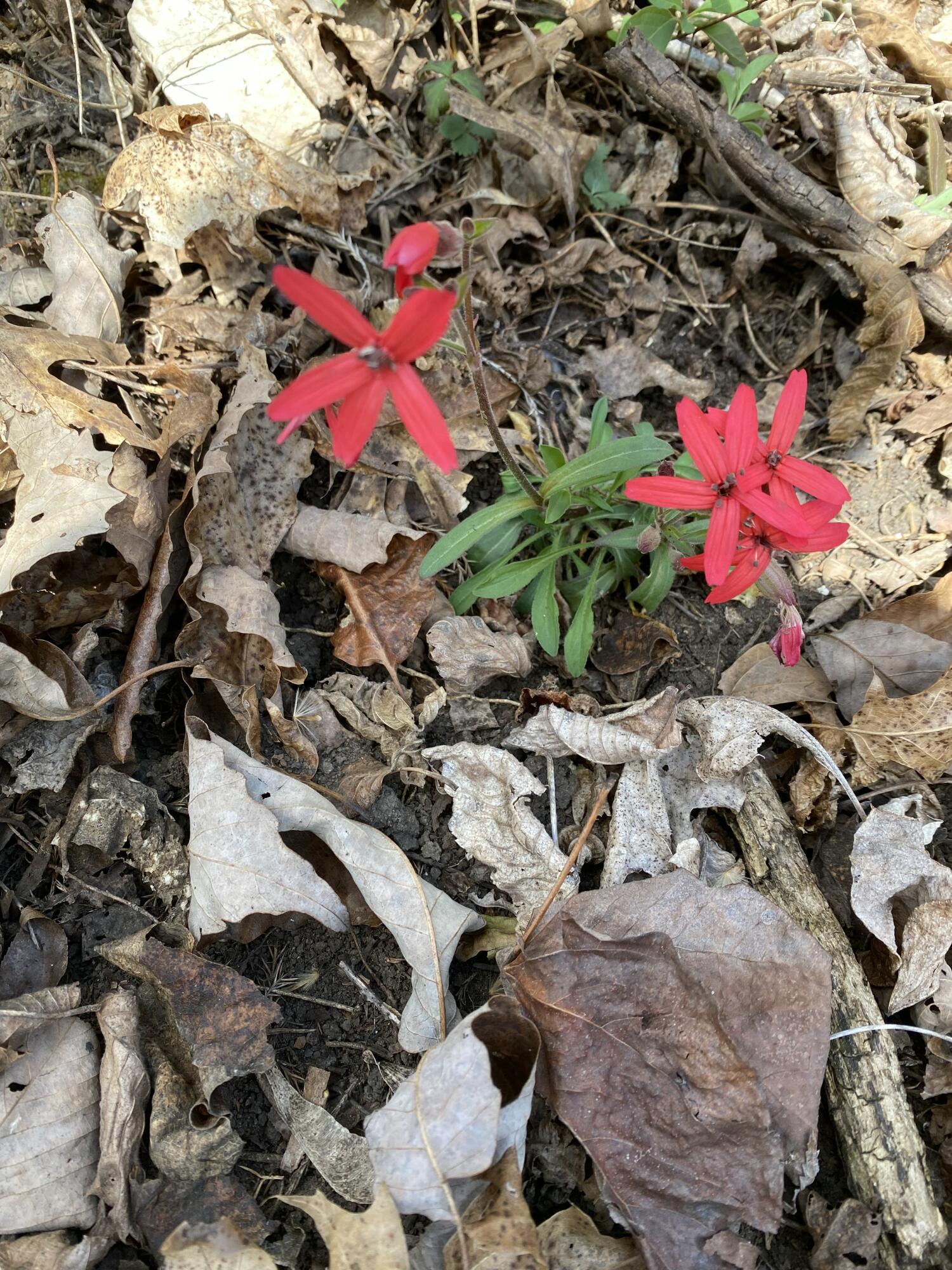 0 Salisbury Road Eagle Rock, VA 24085 - Photo 14 of 22