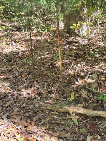 a view of a yard with a tree
