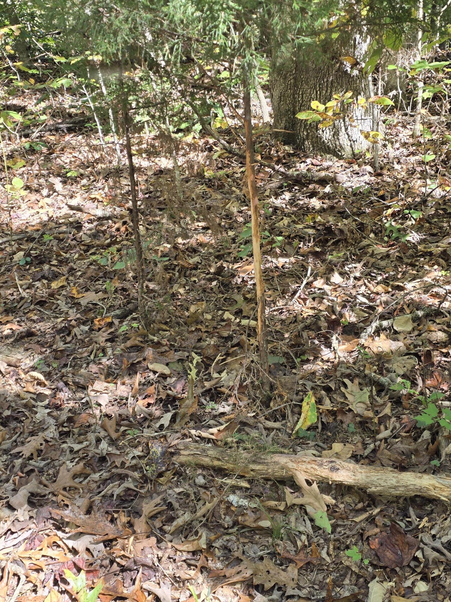 0 Salisbury Road Eagle Rock, VA 24085 - Photo 20 of 22