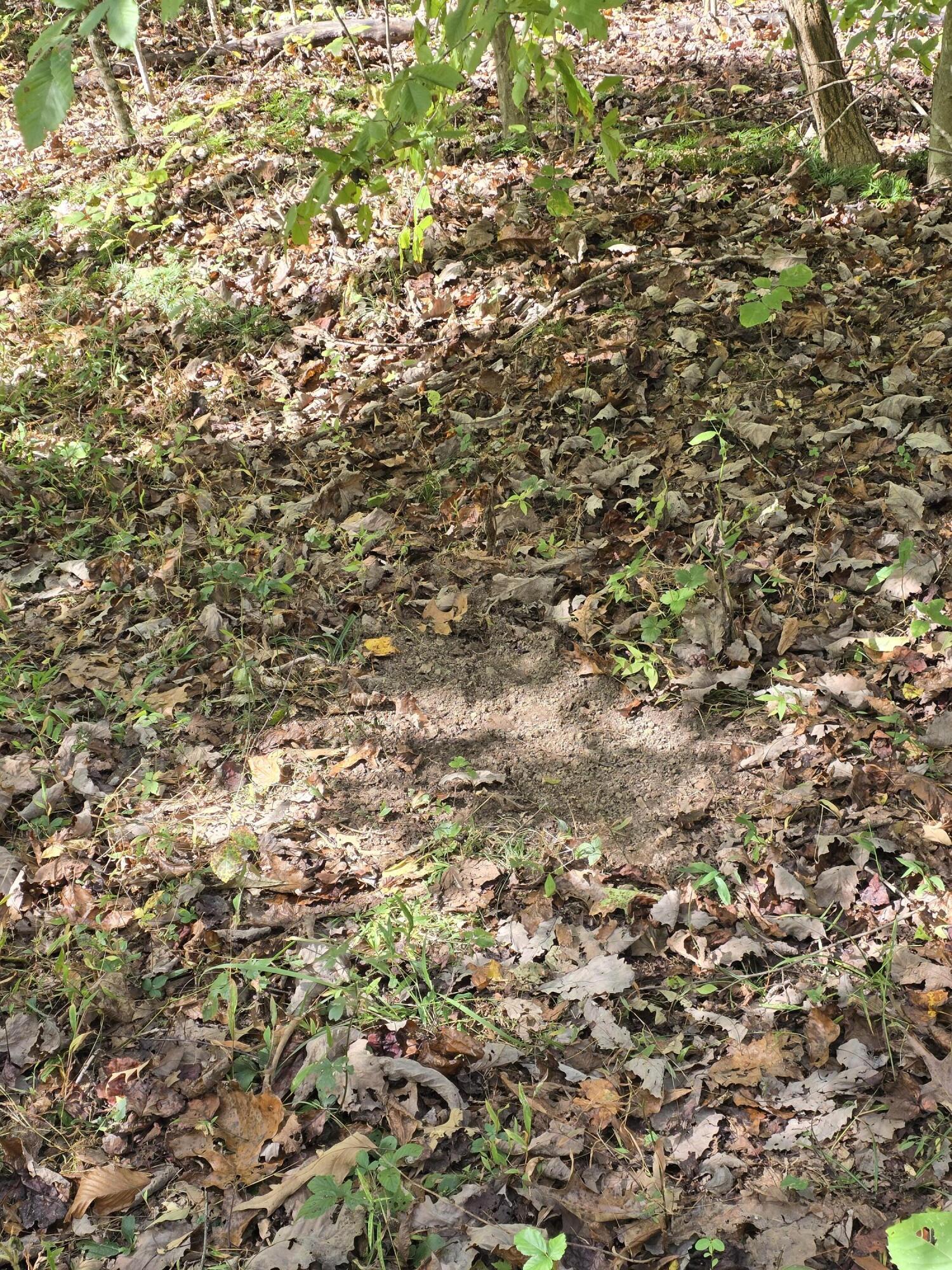 0 Salisbury Road Eagle Rock, VA 24085 - Photo 21 of 22 a view of a tree