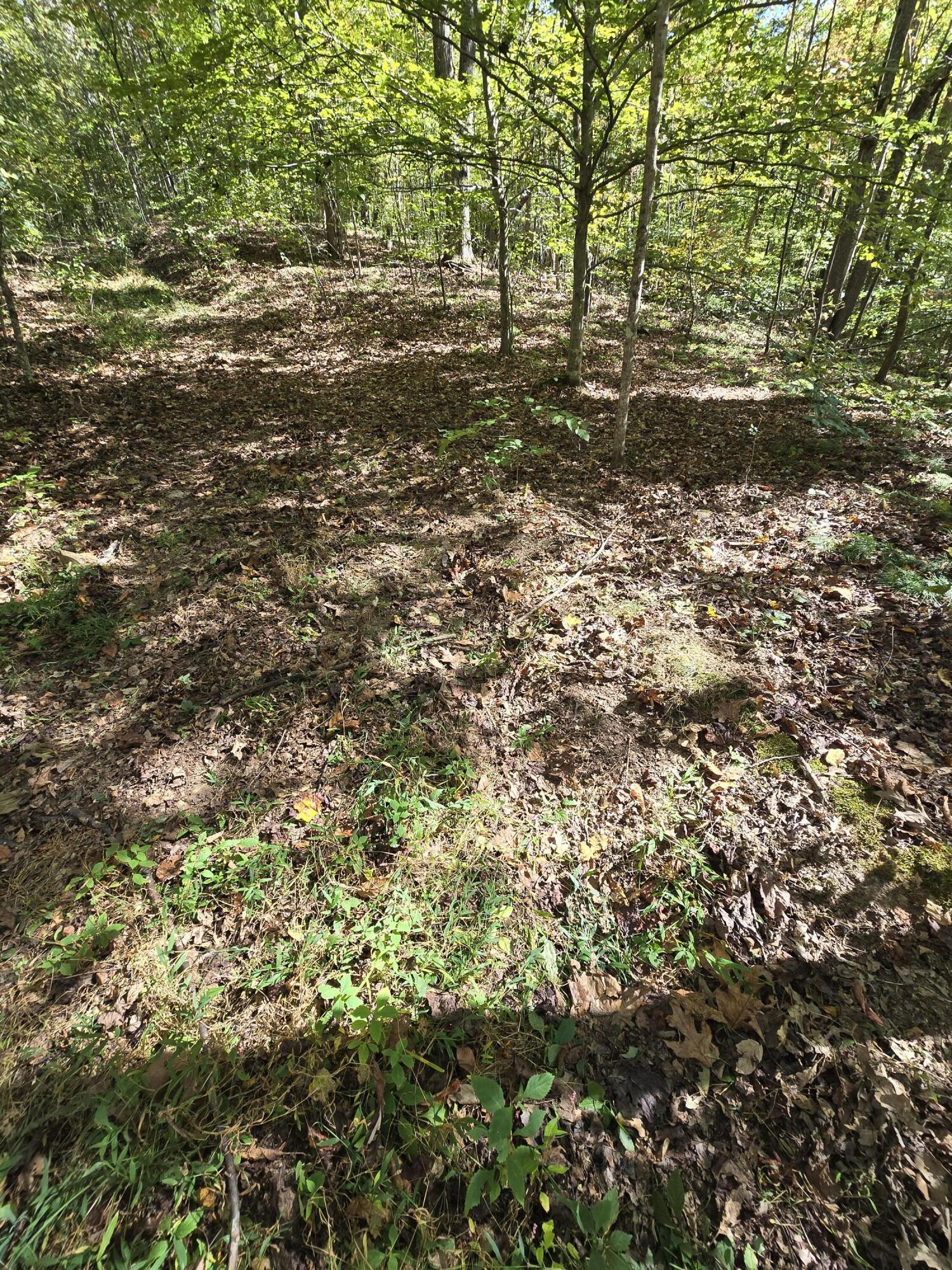 0 Salisbury Road Eagle Rock, VA 24085 - Photo 22 of 22 a view of a yard with a tree