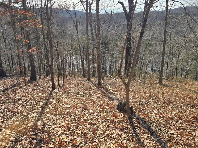 a view of outdoor space with lots of trees