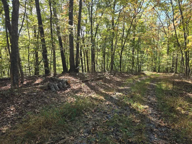 a big yard with lots of green space and trees