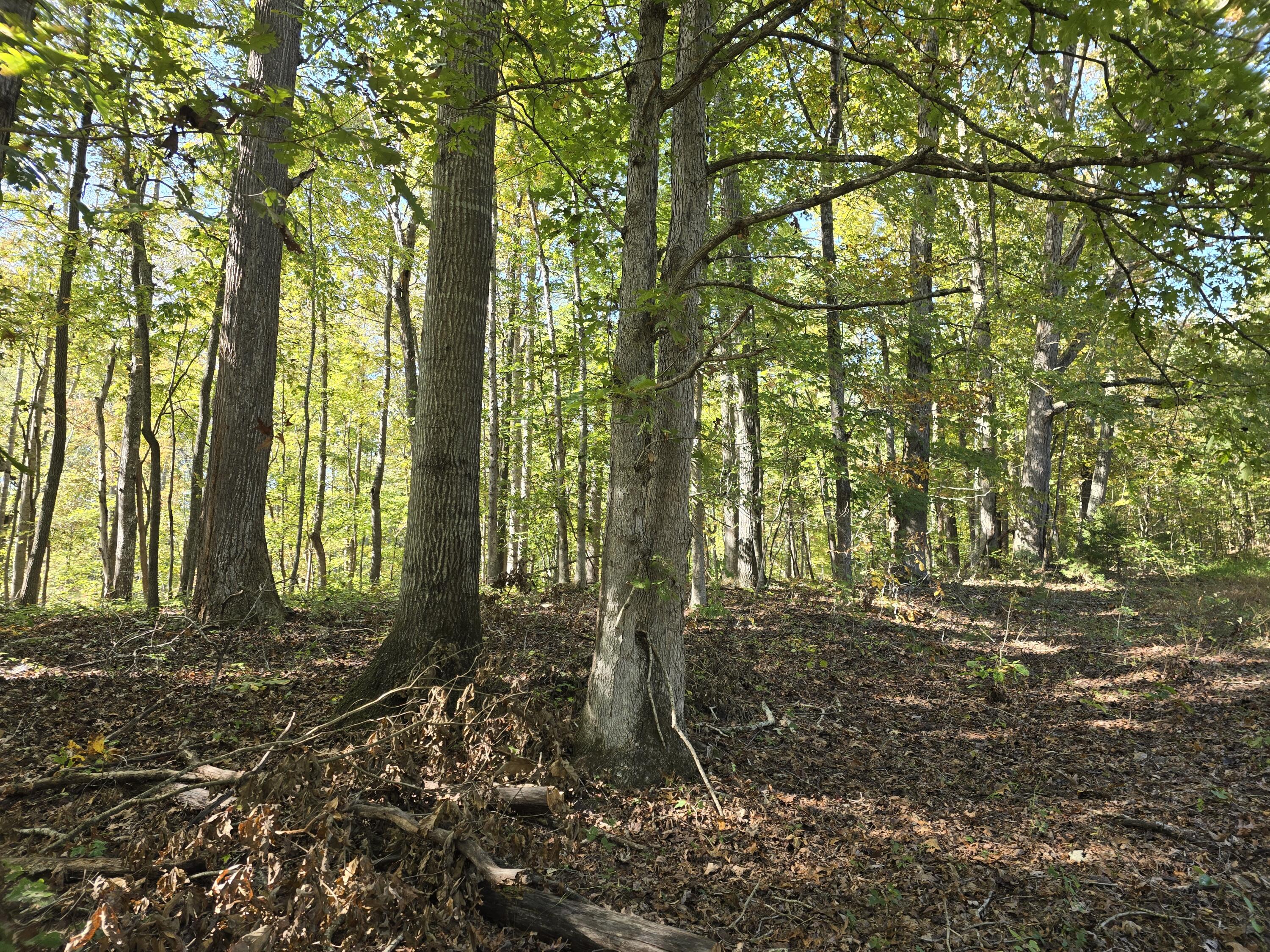 0 Salisbury Road Eagle Rock, VA 24085 - Photo 6 of 22 a view of a yard with plants and large trees