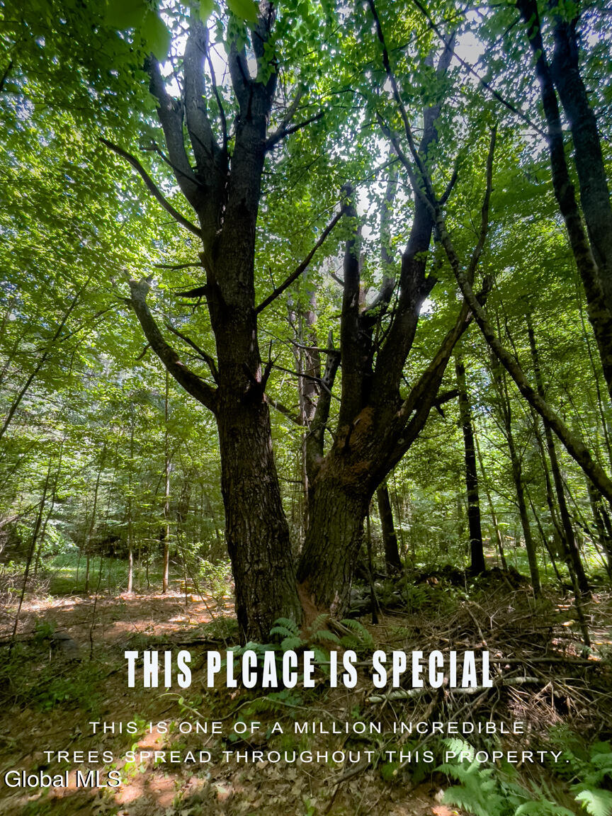 410 Middle Grove Road Greenfield, NY 12850 - Photo 51 of 52 IMG_9495-Edit