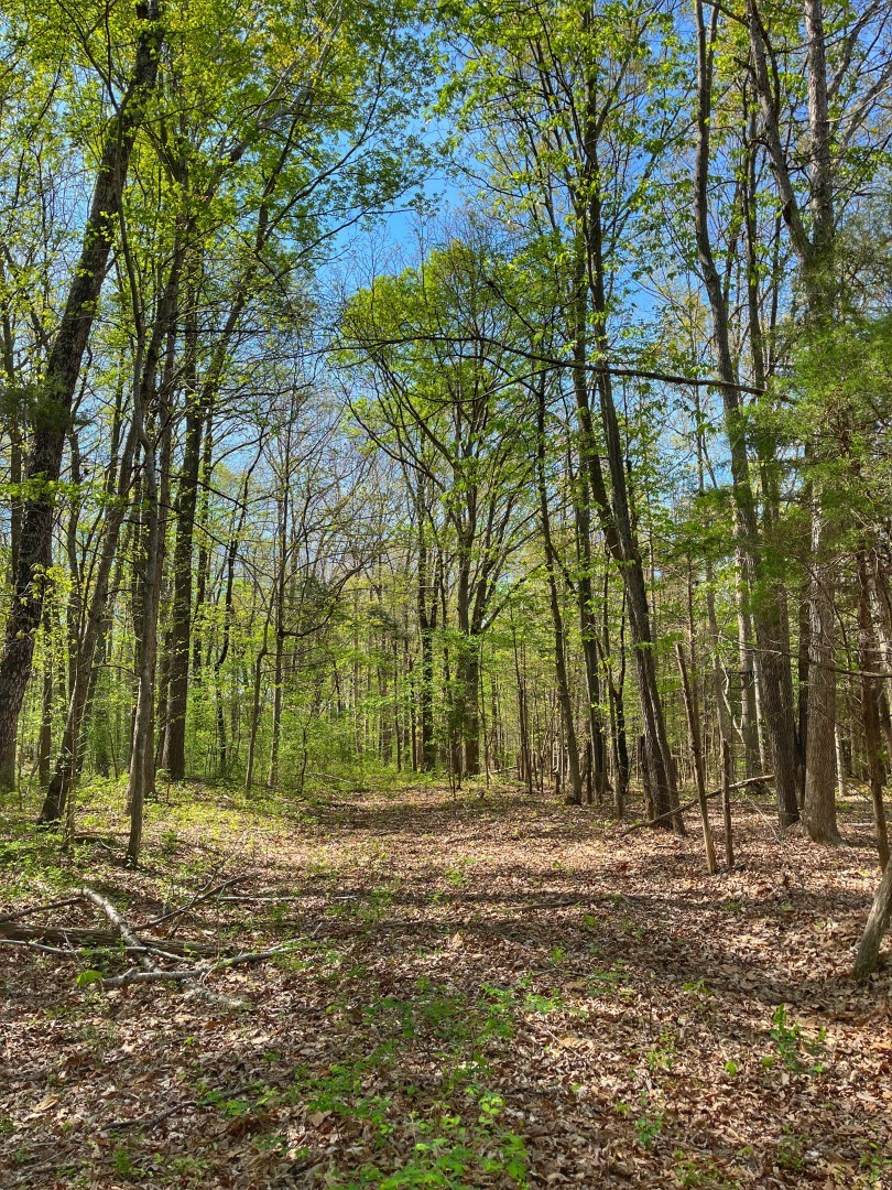 0 South Bear Creek Road Dickson, TN 37055 - Photo 13 of 21 a backyard of a house with lots of trees