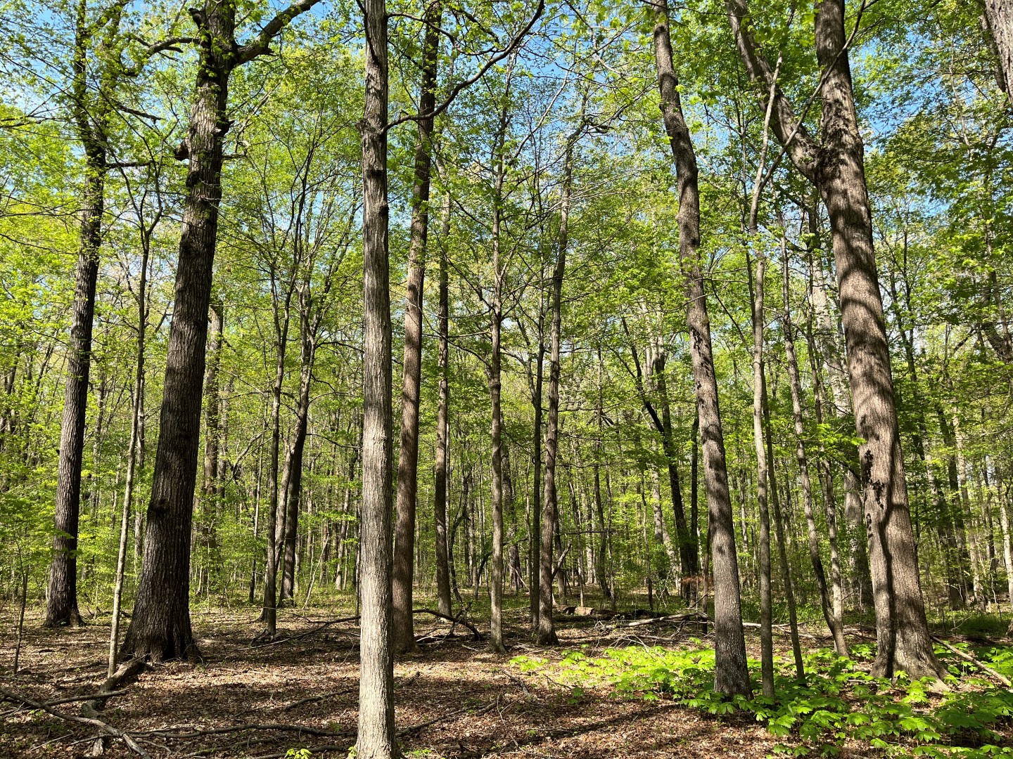 0 South Bear Creek Road Dickson, TN 37055 - Photo 3 of 21 a view of a forest