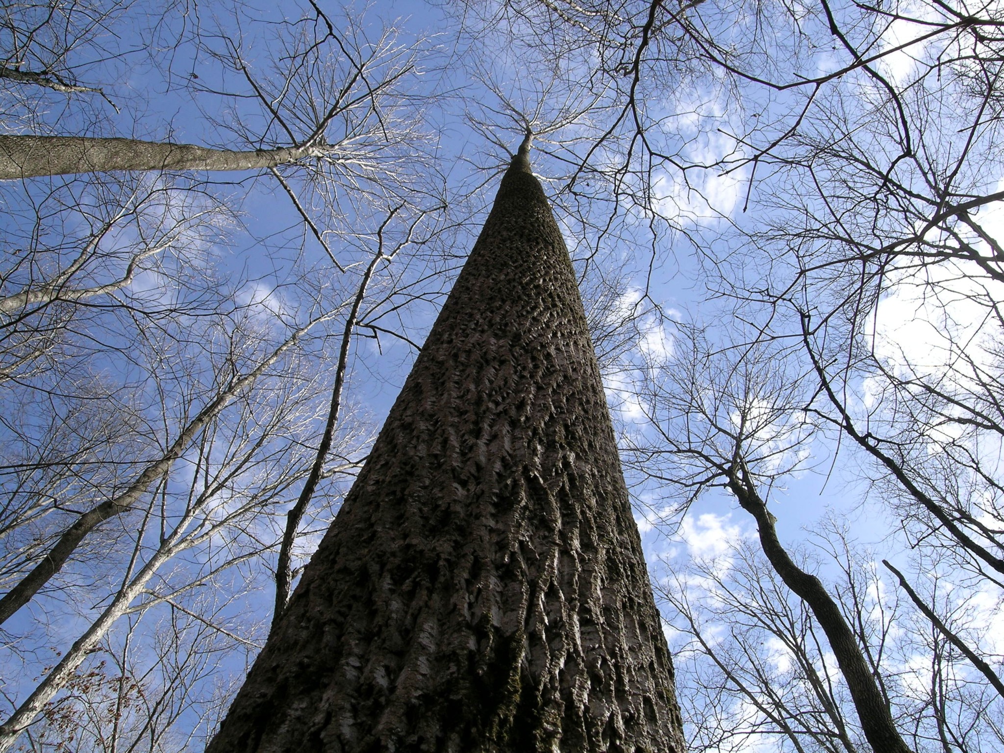 0 South Bear Creek Road Dickson, TN 37055 - Photo 6 of 21 a view of sky view