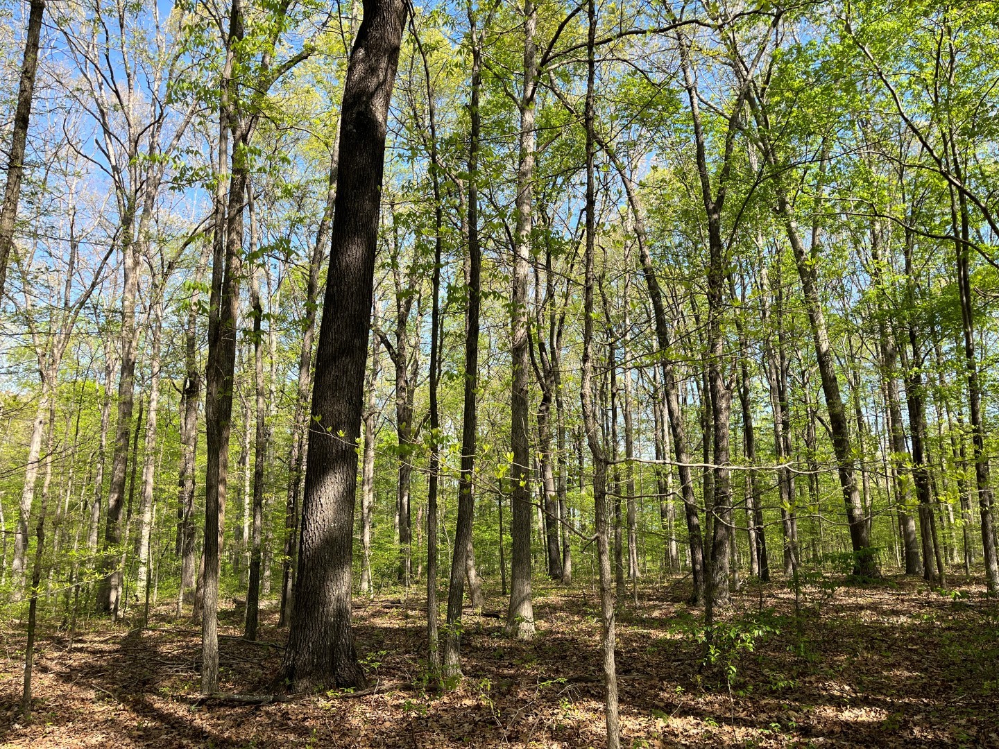 0 South Bear Creek Road Dickson, TN 37055 - Photo 10 of 21