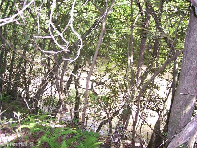 0 Gene Culler Road Dobson, NC 27017 - Photo 4 of 7 Land. Lush wild ferns grow on the river bank.