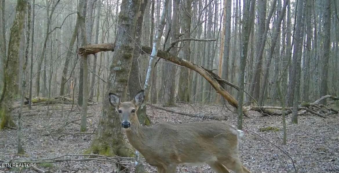 2421 Wasson Road Ten Mile, TN 37880 - Photo 24 of 25 att._Z9MaZxqF5-XeS0wEQg0PoYwMtsap2q-Vl2x