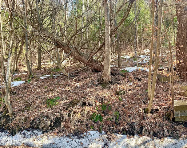 a big yard with lots of plants and trees