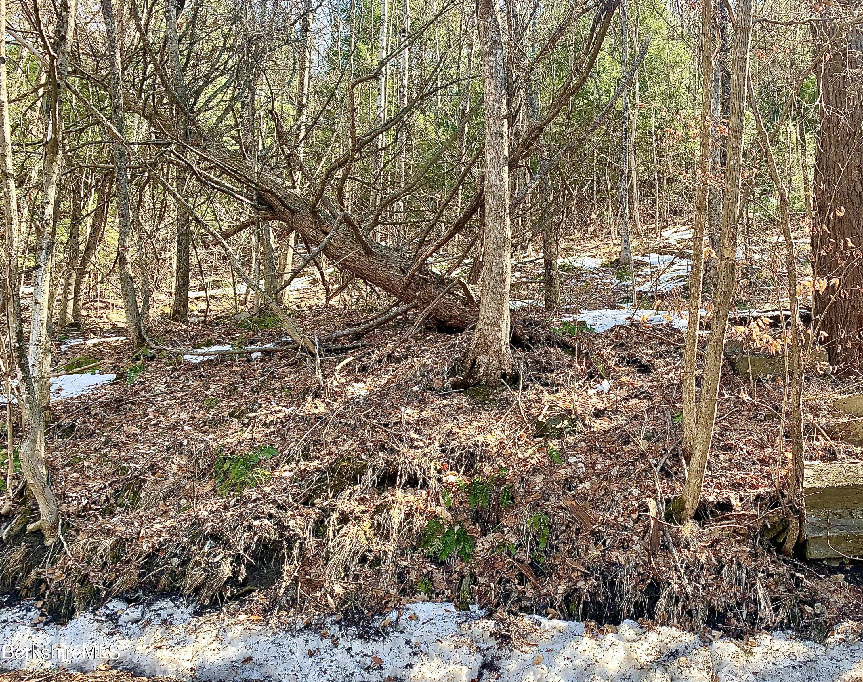 Lot 17 A Reservoir Road North Adams, MA 01247 - Photo 2 of 7 a big yard with lots of plants and trees