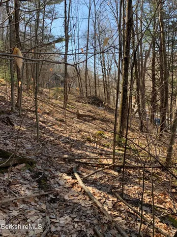 a view of a yard with large tree