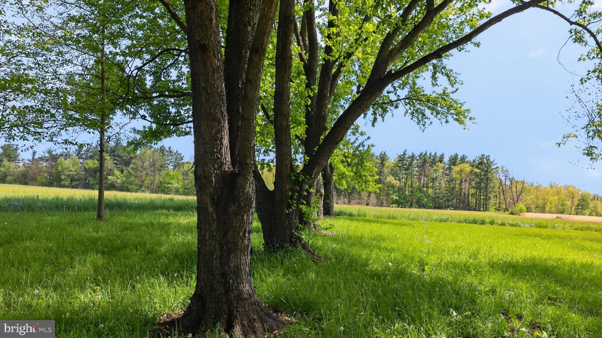 1599 Sanctuary Road Manheim, PA 17545 - Photo 46 of 66 Lush trees framing a serene meadow.