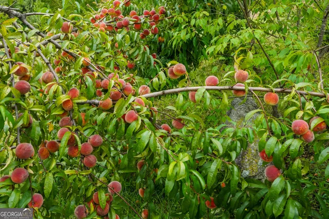 $995,000 | 5192 Wolffork Road, Rabun Gap, GA 30568