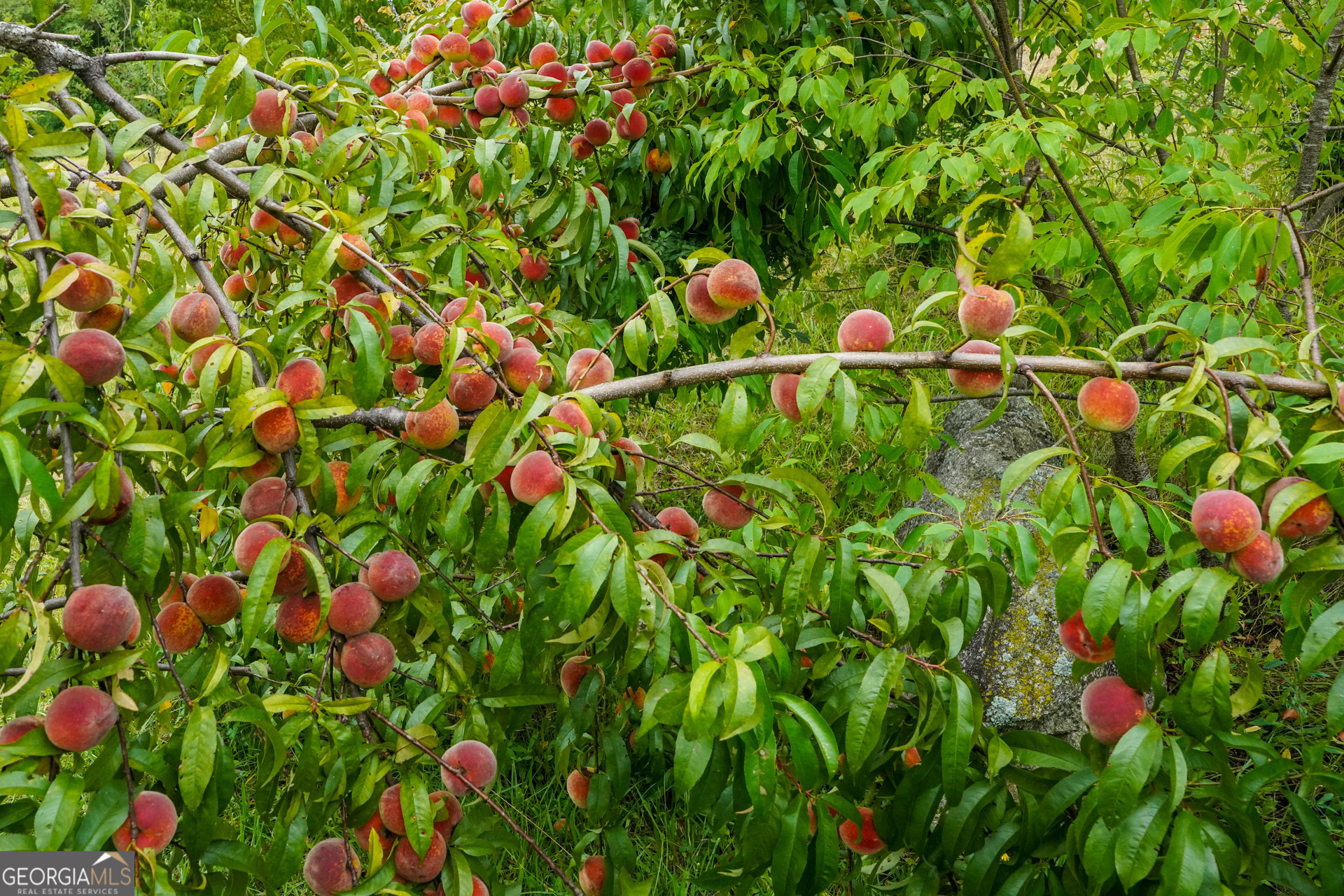 5192 Wolffork Road Rabun Gap, GA 30568 - Photo 56 of 63