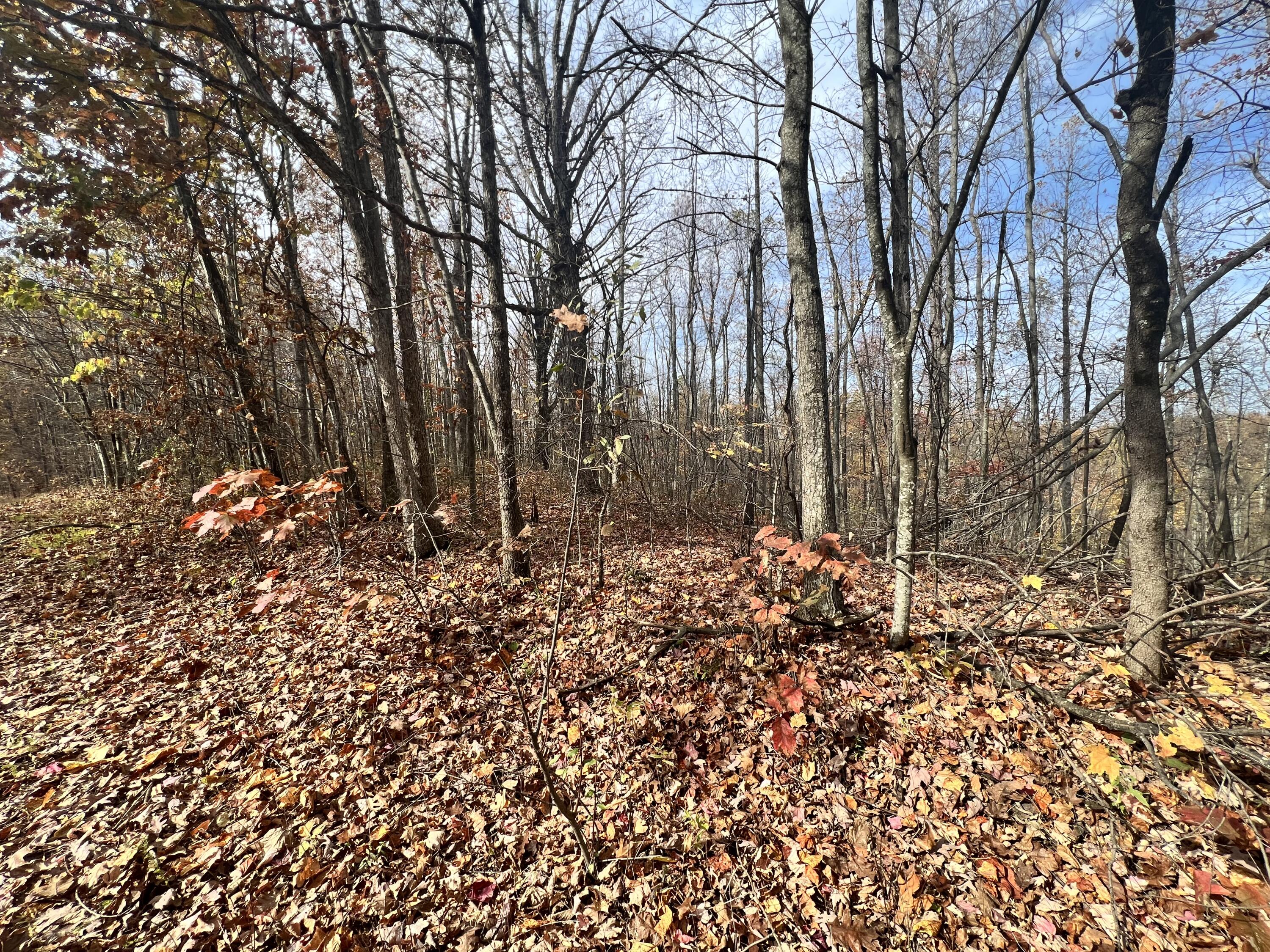 9999 Bar Creek Road Oneida, KY 40972 - Photo 10 of 15 291D6BE3-34A9-4D0A-8E5A-6898A25F8853