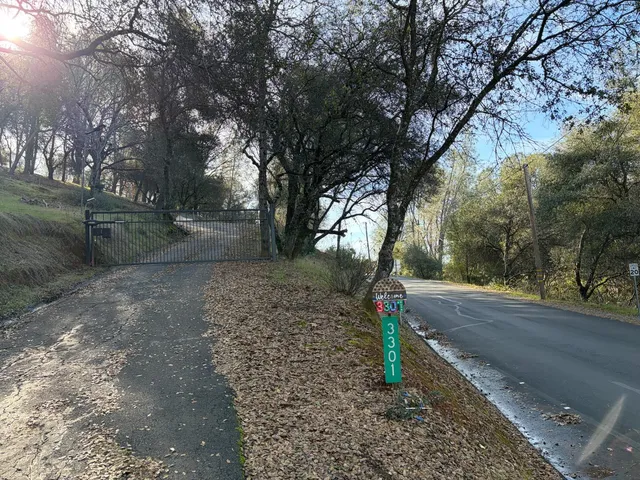 a road view with tall trees