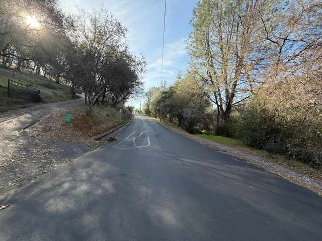 a view of a yard with plants and trees