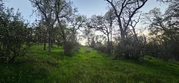 a view of a trees with a yard